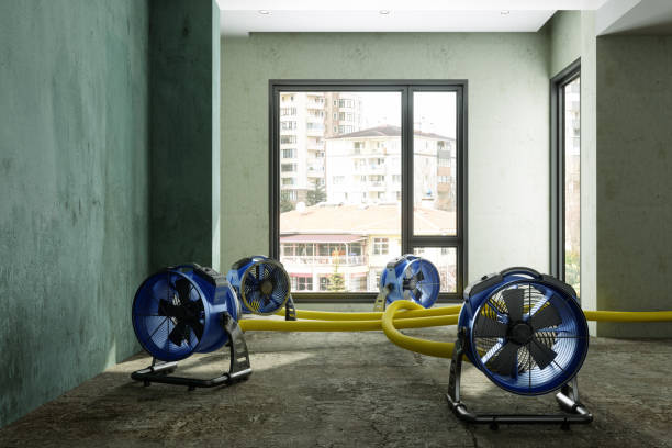 Best Local water damage restoration  in Somerville, TN